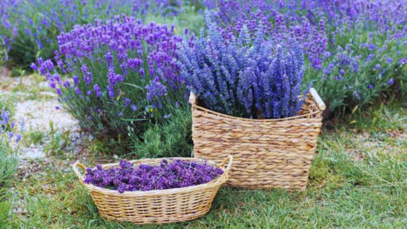 Lavender