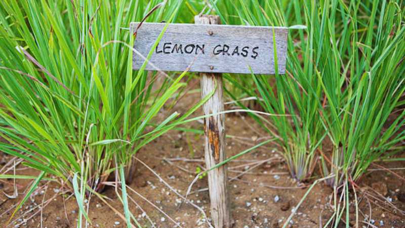 Lemon grass