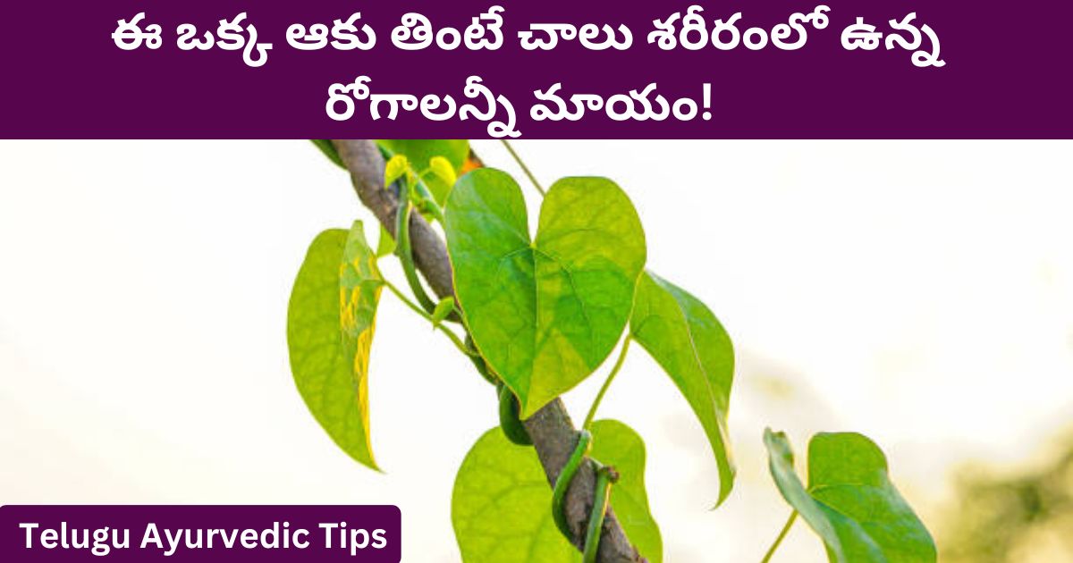 Telugu Ayurvedic Tips: Eating this one leaf will cure all the diseases in the body!