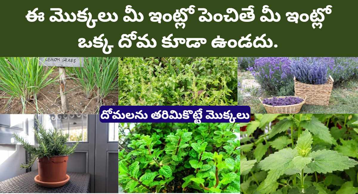 Telugu Health Tips Plants that repel mosquitoes